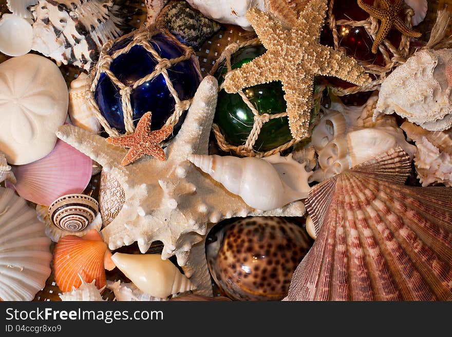 Cluster Of Seashells