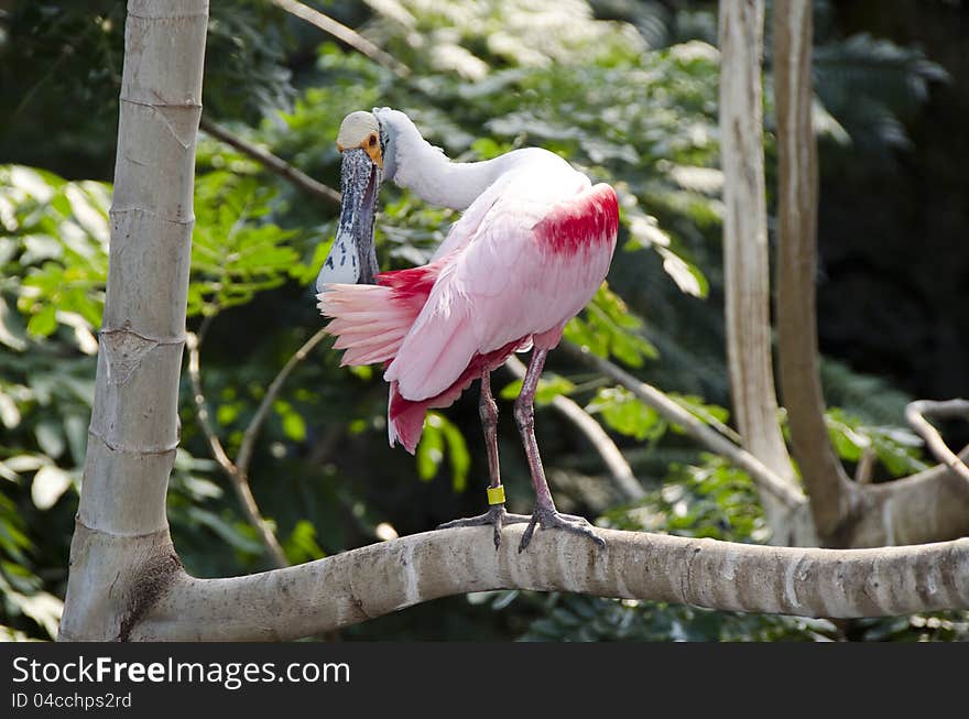 Roseate Spoonbill