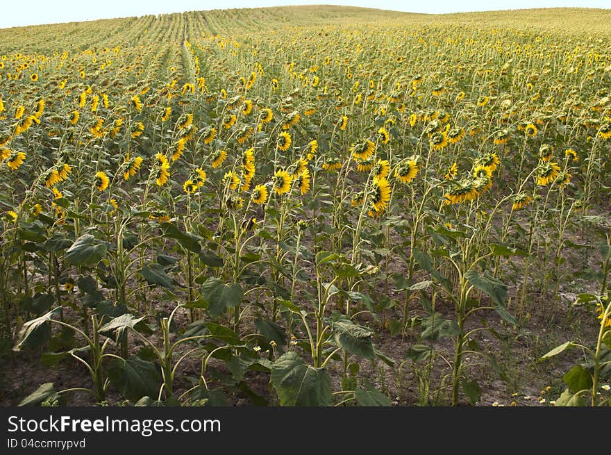 Sunflower field with sky in the background