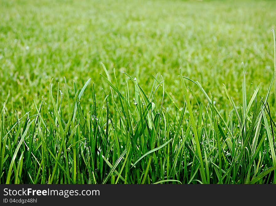 Uncut green grass with drops of dew