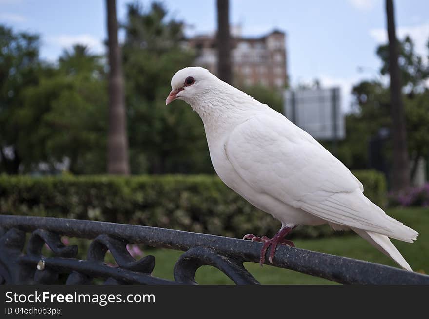 White dove with buildings in the background