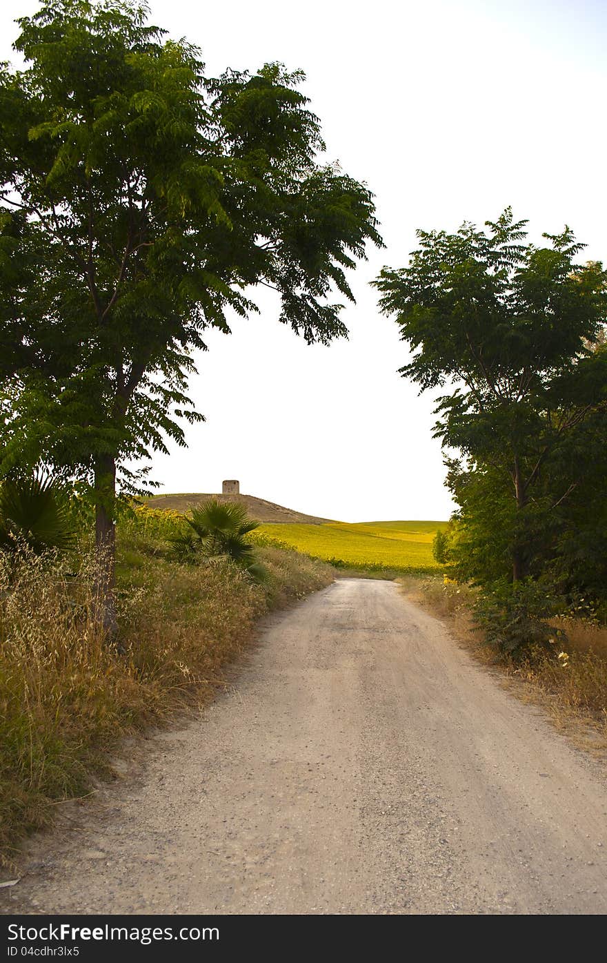 Road In Sunflower Field