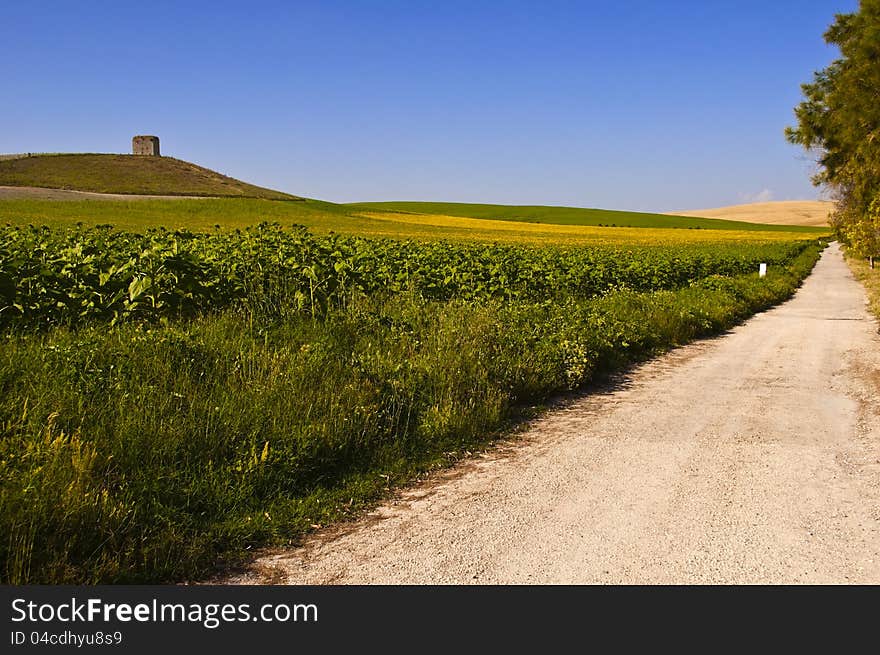 Road in a field of sunflowers, tower and sky as background. Road in a field of sunflowers, tower and sky as background