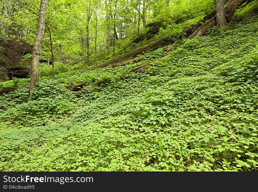 A lush carpet of springtime plants cover a slope in a canyon of a midwest state park. A lush carpet of springtime plants cover a slope in a canyon of a midwest state park.