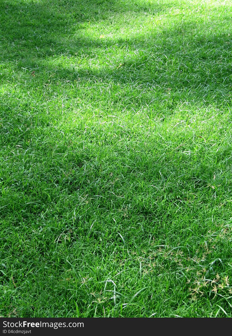 Green grass in the nature