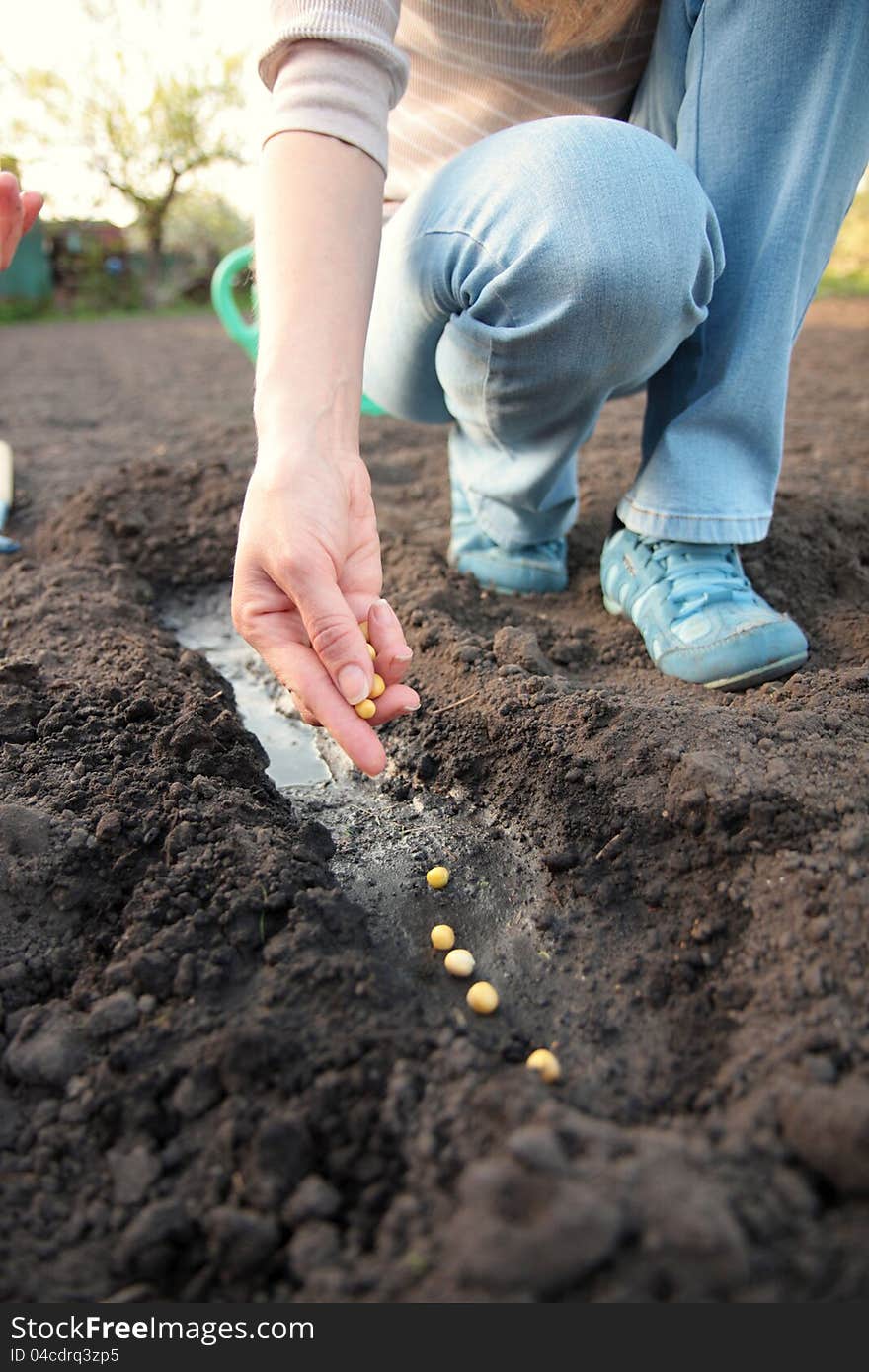 A woman working in their own garden. A woman working in their own garden