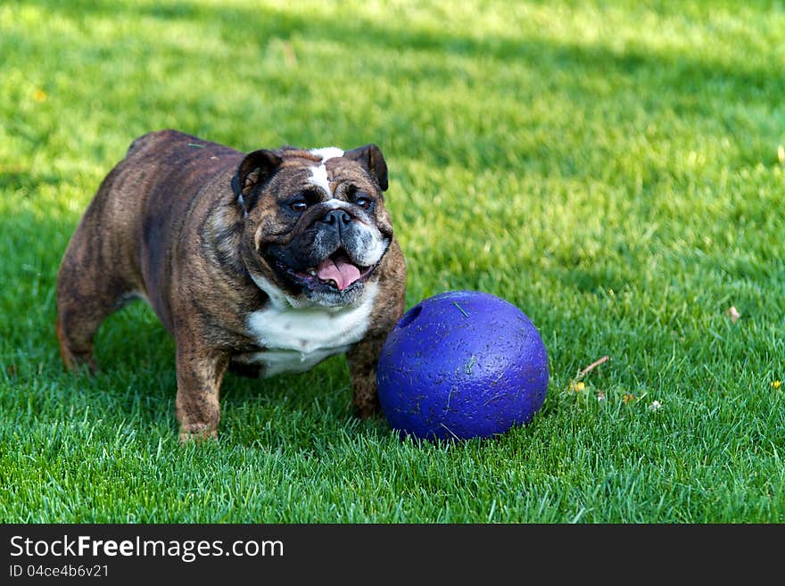 Bulldog in grass with purple ball