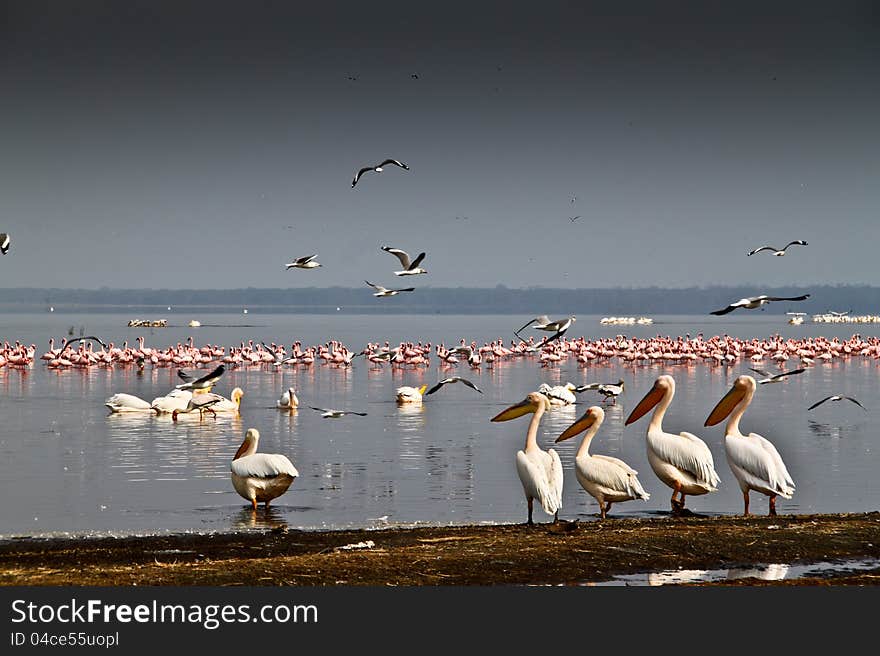 Pelicans and flamingos in Lake Nakuru, Kenya