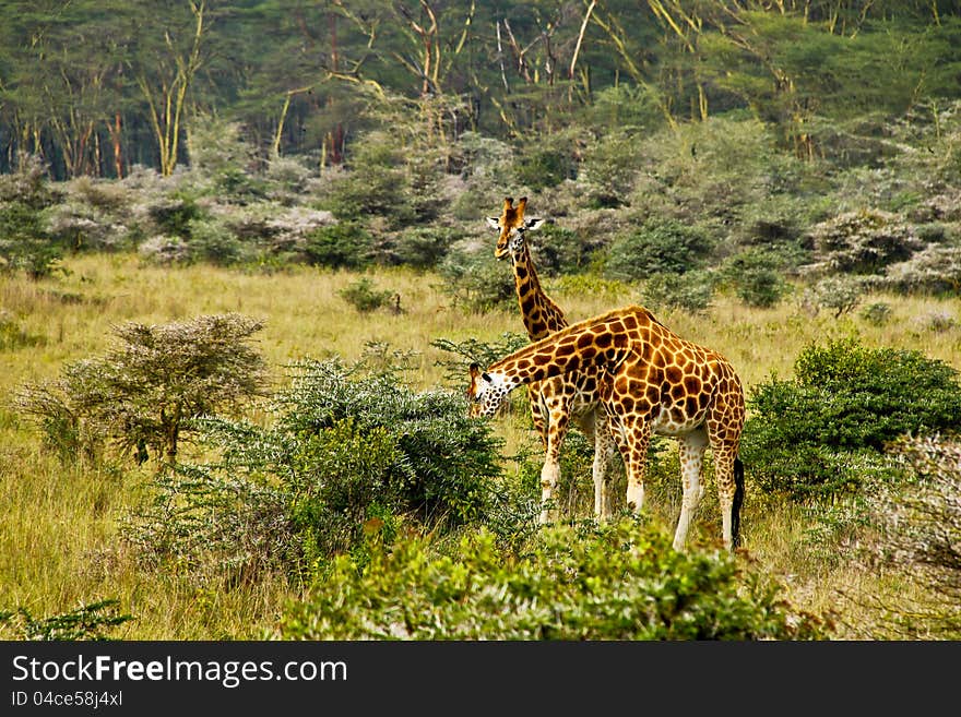 Giraffes eating in Lake Nakuru, Kenya