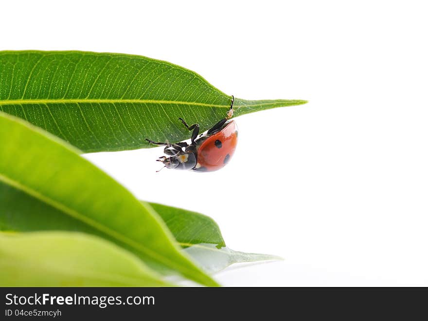 Ladybug in green leaves