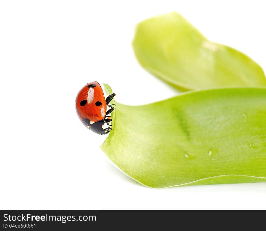 Ladybug in green leaves close up on white background