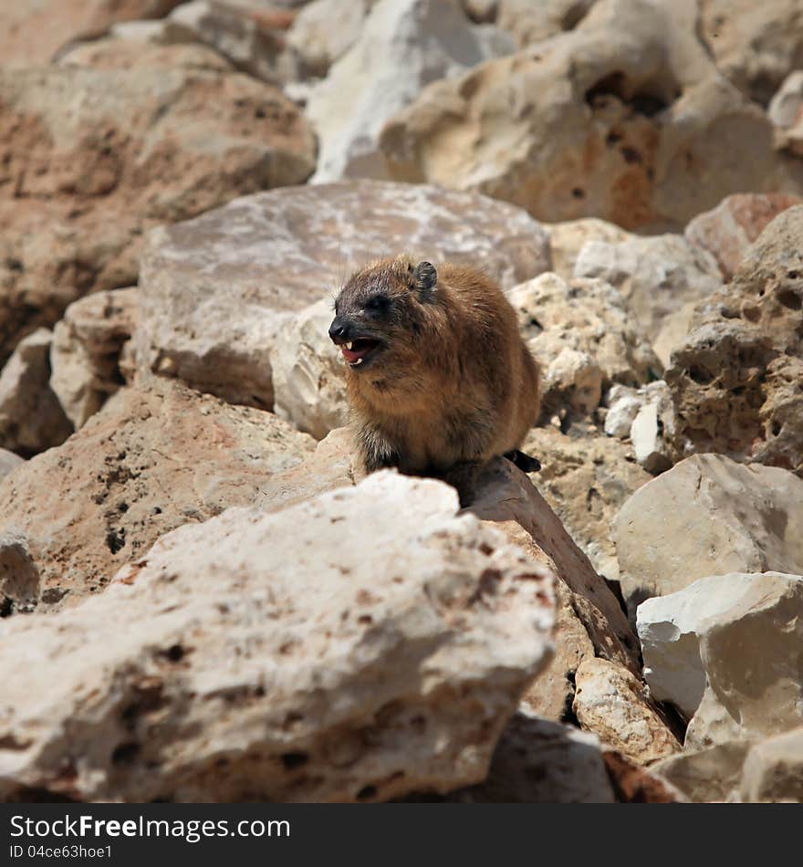 African Rock Hyrak (Procavia capensis) on a rock in South Africa. African Rock Hyrak (Procavia capensis) on a rock in South Africa.