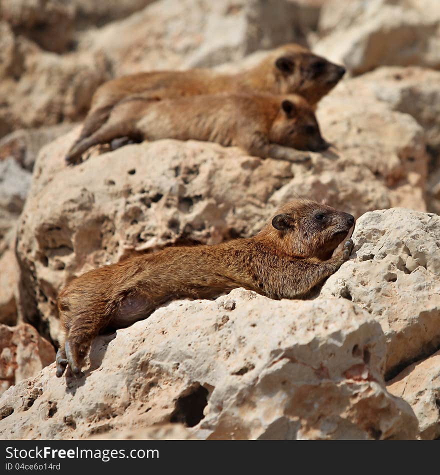 African Rock Hyrak (Procavia capensis) on a rock in South Africa. African Rock Hyrak (Procavia capensis) on a rock in South Africa.