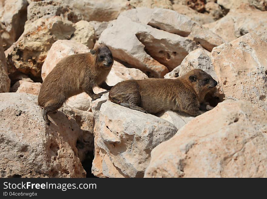 African Rock Hyrak (Procavia capensis) on a rock in South Africa. African Rock Hyrak (Procavia capensis) on a rock in South Africa.