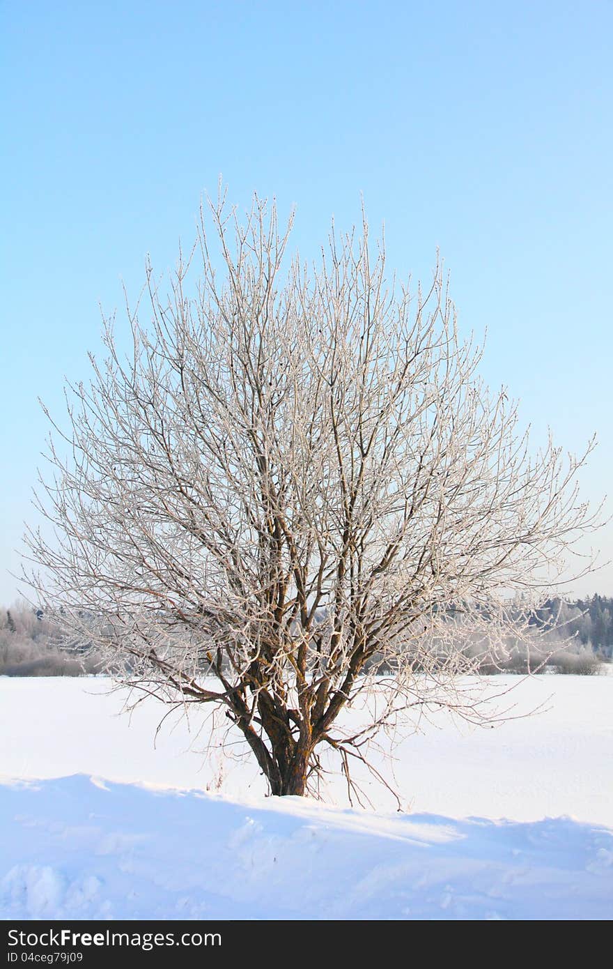 The tree covered with hoarfrost a field standing in covered snow. Winter. The tree covered with hoarfrost a field standing in covered snow. Winter.