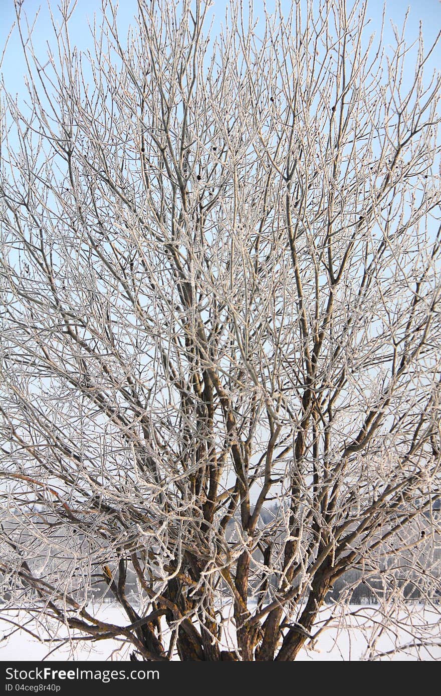 The tree covered with hoarfrost a field standing in covered snow. Winter. The tree covered with hoarfrost a field standing in covered snow. Winter.