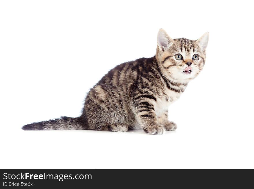 British kitten showing tongue on white