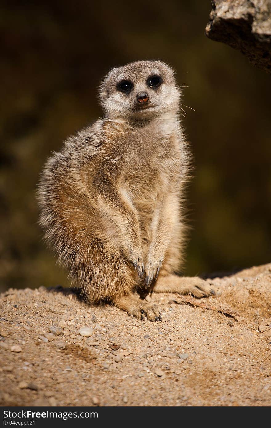 Meerkat watching danger in the rear