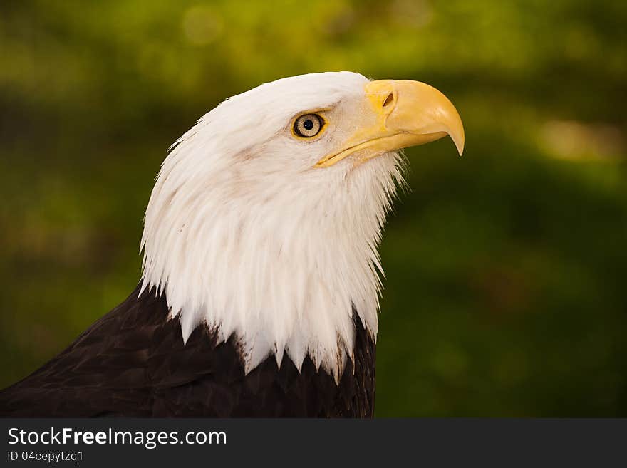 Bald Eagle is a large portrait of his bird.