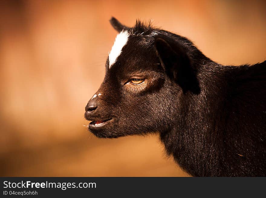 Baby goat portrait