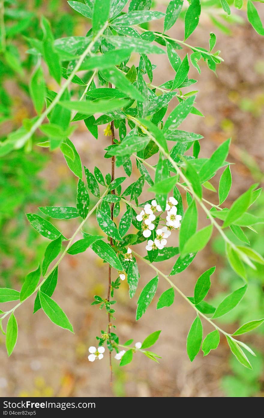 Branch with flowers from Spiraea thumbergii