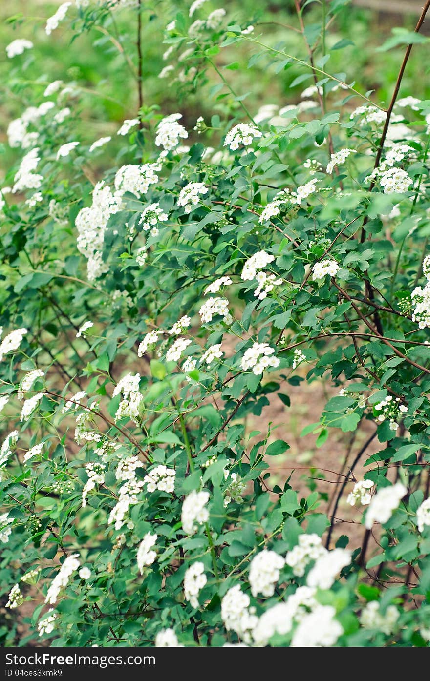 Blooming shrub of Spiraea vanhouttei