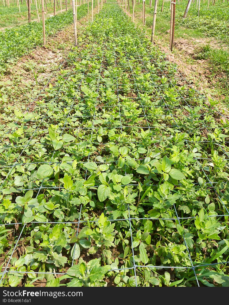 Nursery chrysanthemum  flowers in garden