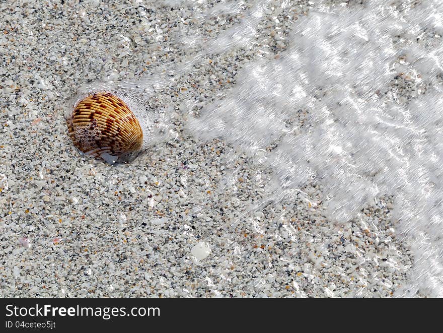 A sea shells get a spray of ocean as the surf comes in