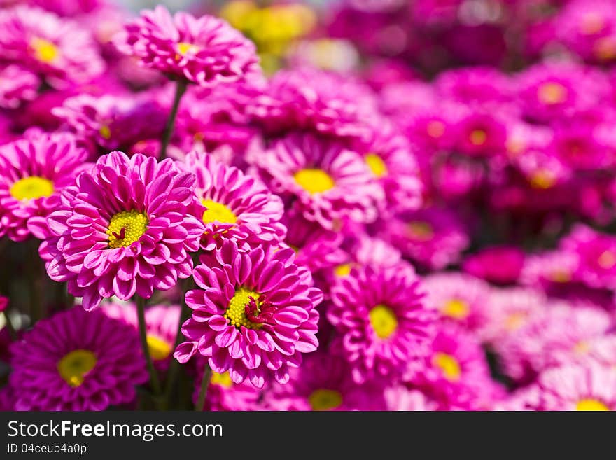 Colorful pink chrysanthemum flowers in garden