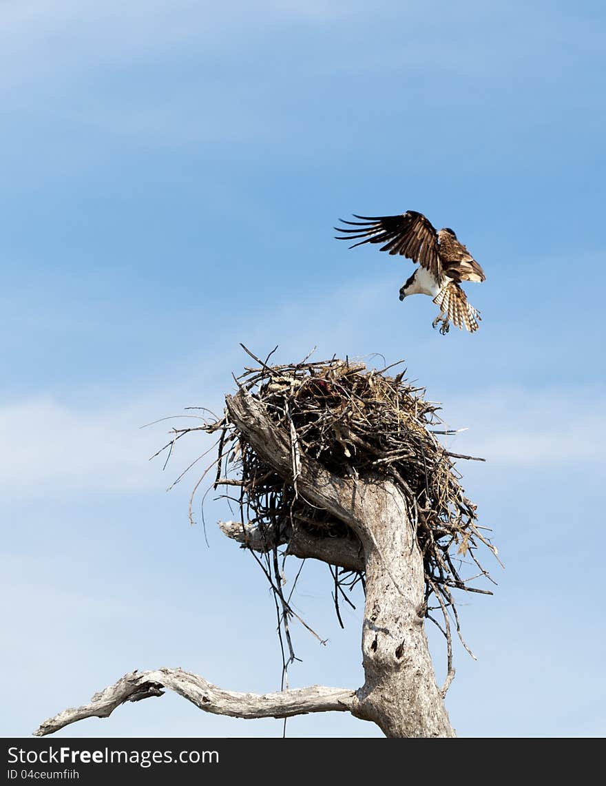 Osprey