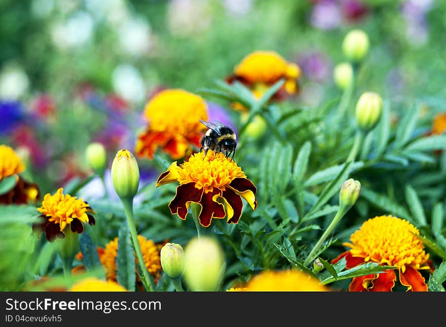 A bee sitting on a flower in nature. A bee sitting on a flower in nature