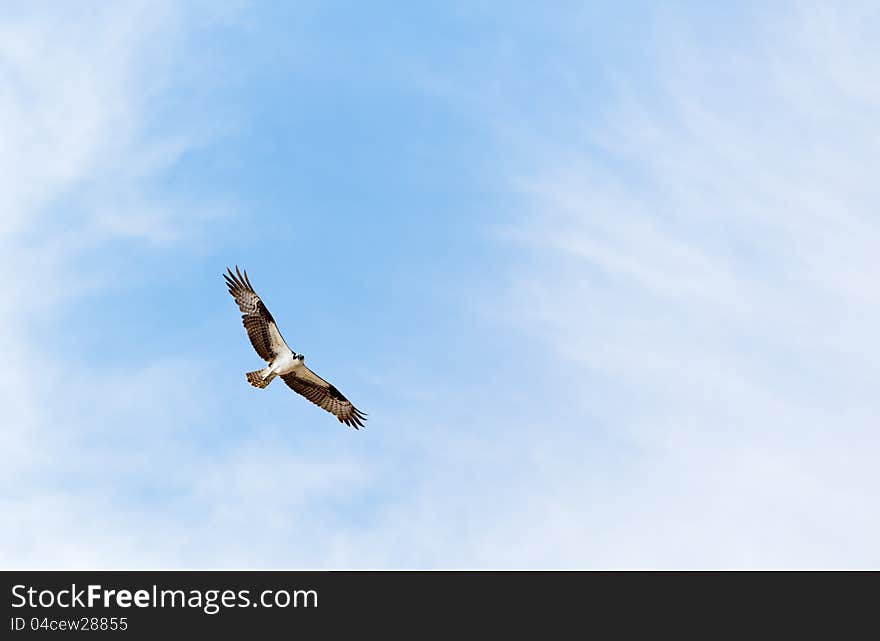 Osprey