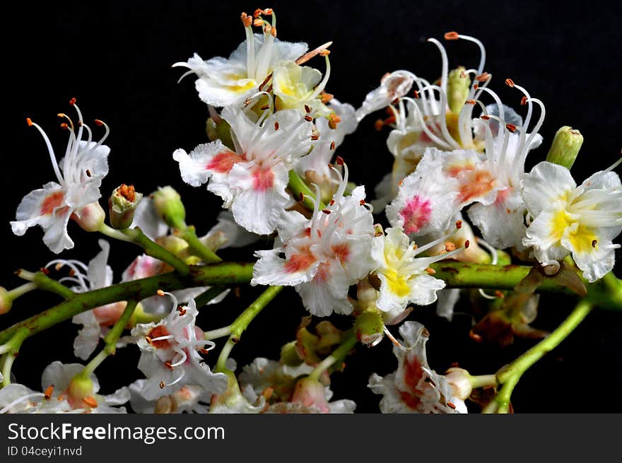 Closeup of flowers of horse chestnut on a black background