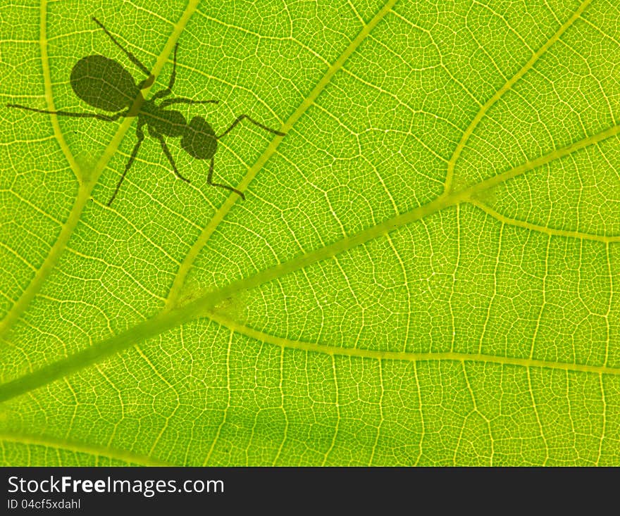 Macro photo of green leaf with ant shadow