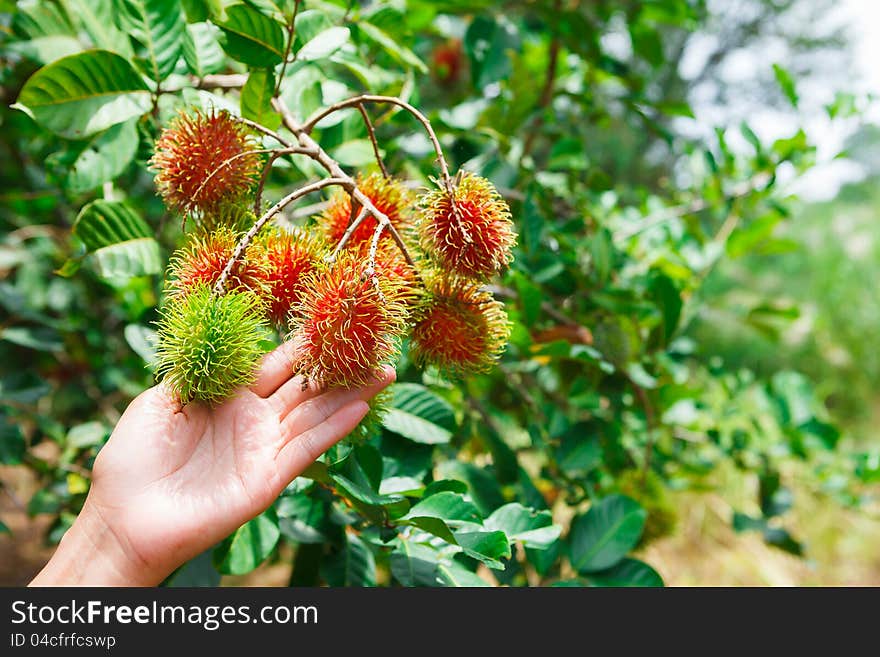 Rambutan on tree, Tropical fruit. Rambutan on tree, Tropical fruit