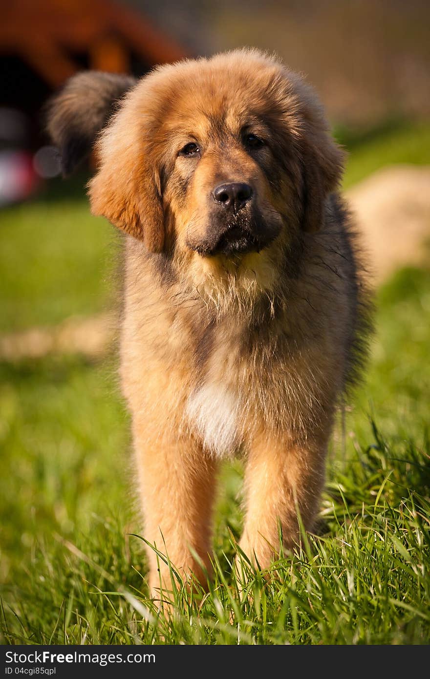 Tibetan Mastiff puppy likes to play. Tibetan Mastiff puppy likes to play.