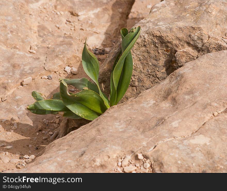 Young green plant growing on stones