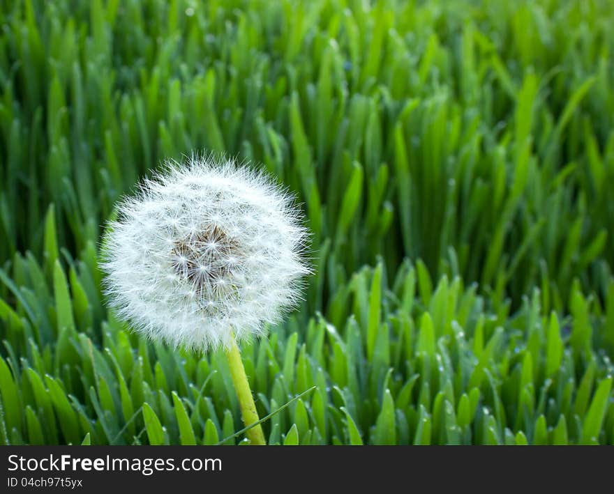 Lone dandelion in a field of wheat. Lone dandelion in a field of wheat