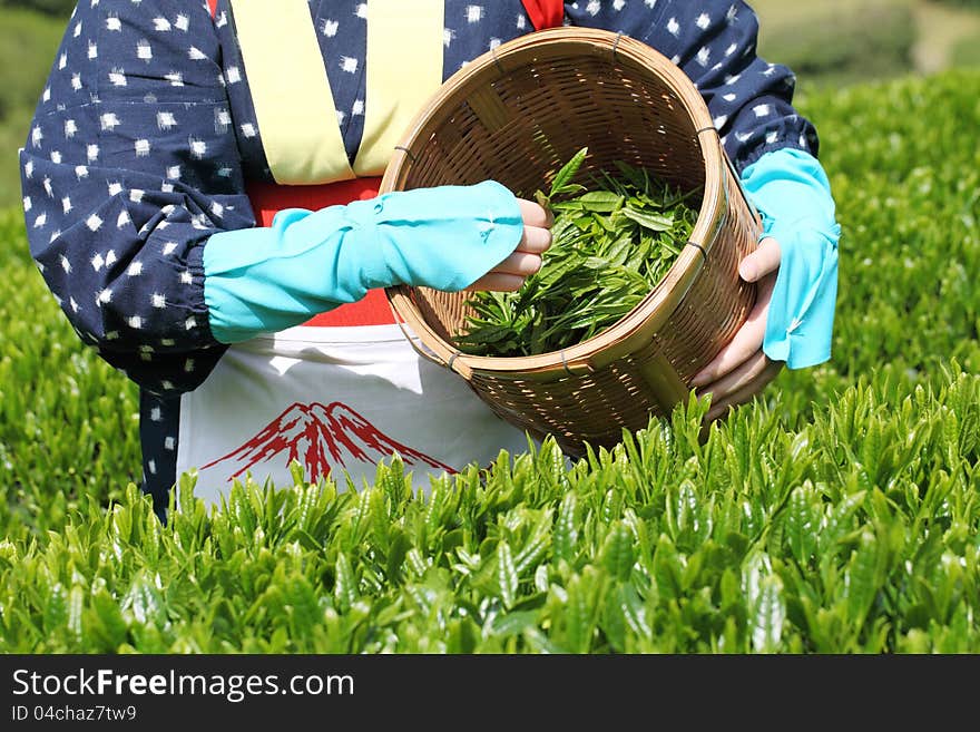 Japanese woman harvesting tea leaves