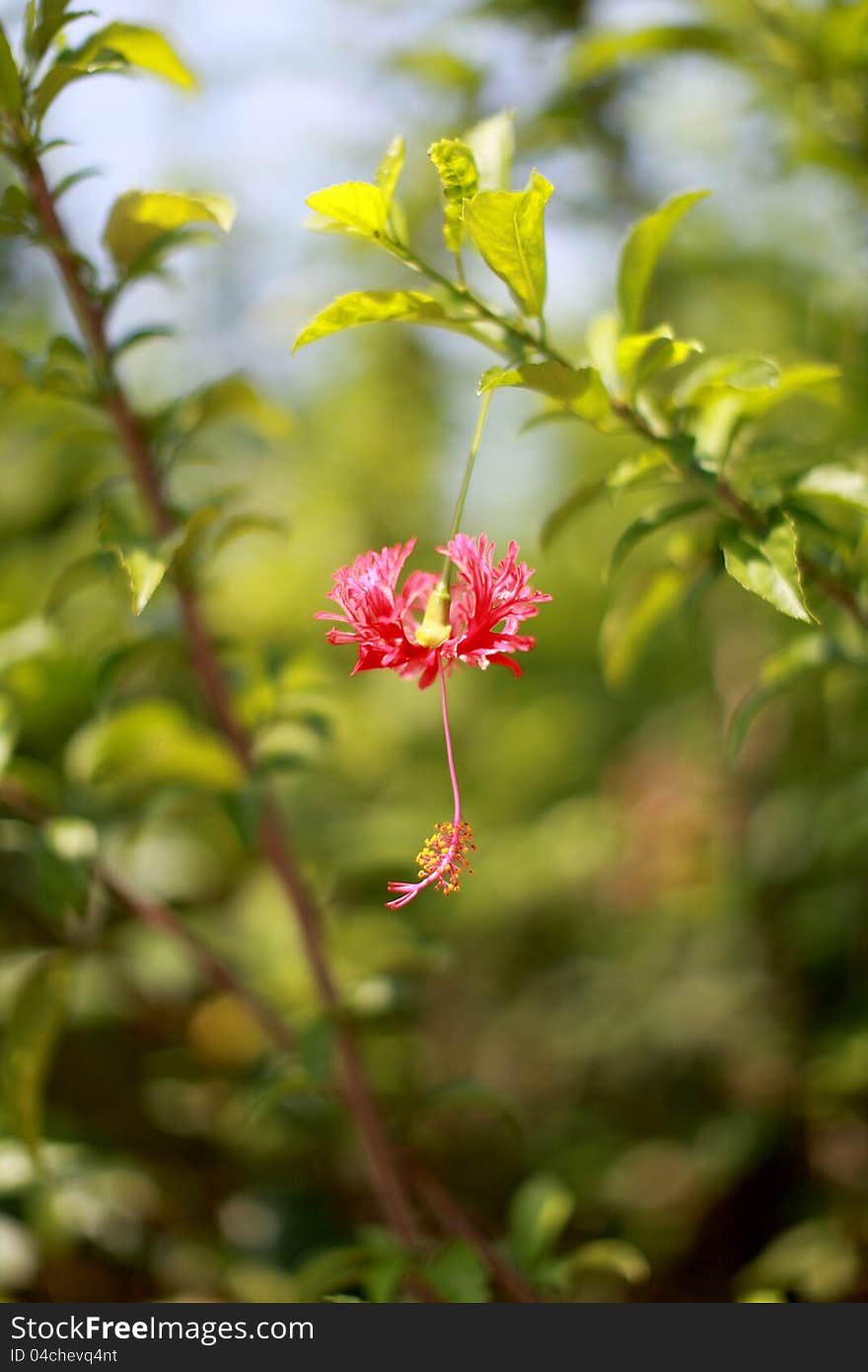 Hibiscus Hybrid 2