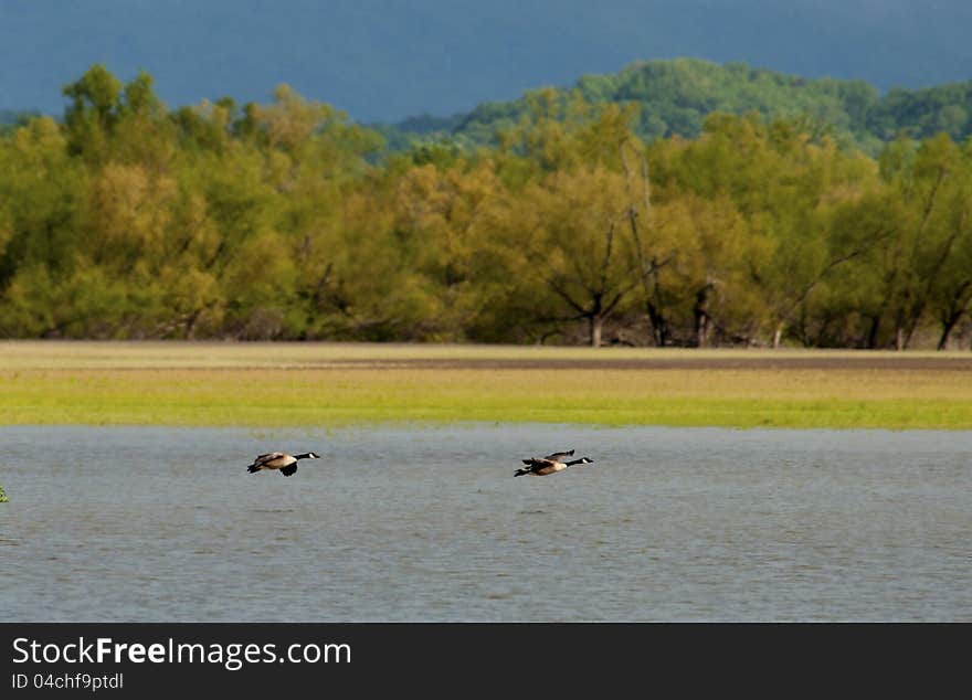 Canada Geese landing on the lake