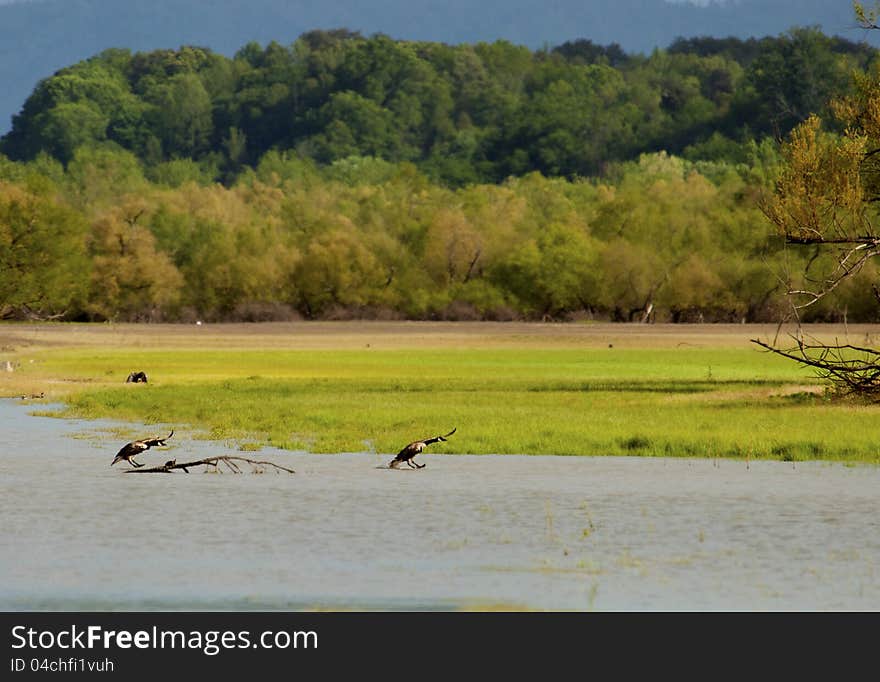 Canada Geese landing on the lake