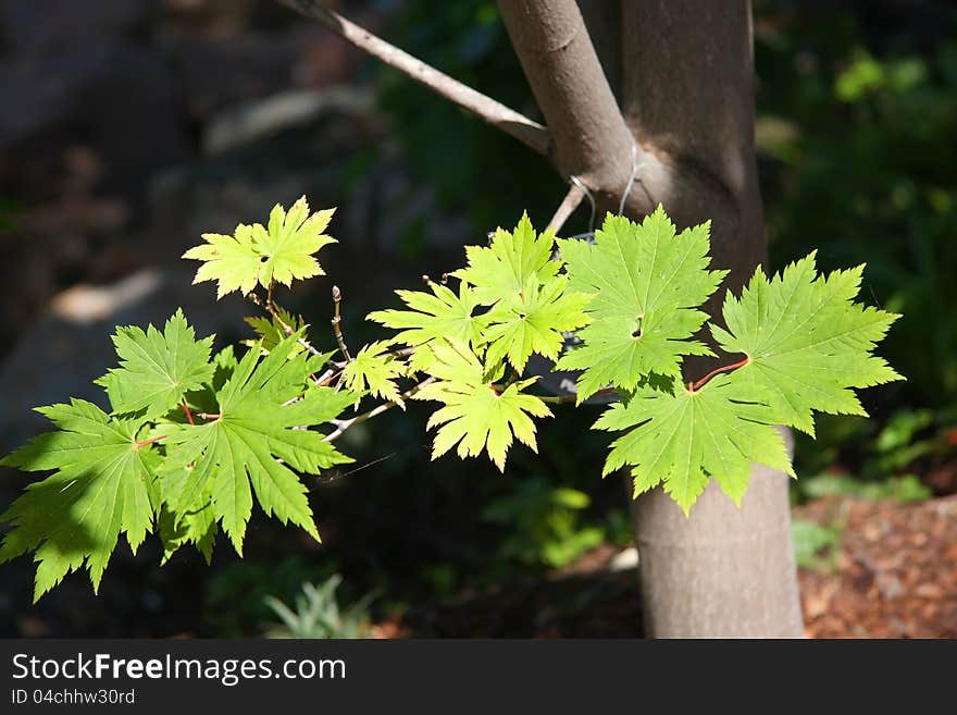 Fresh green leaves growing in spring. Fresh green leaves growing in spring.