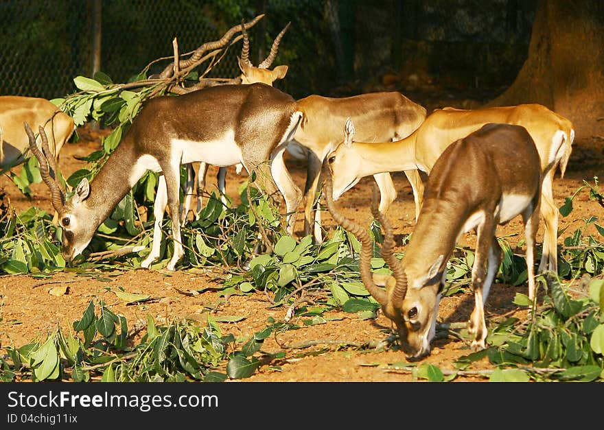 Group of deers feeding in a zoological park