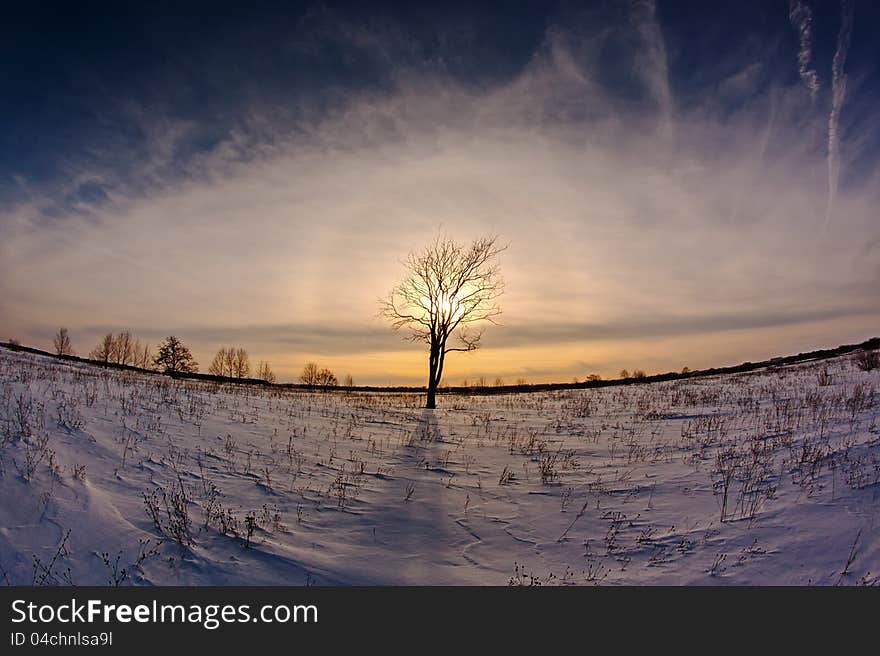 The fish eye of a photo in the winter evening towards to the sun through a tree crone. The fish eye of a photo in the winter evening towards to the sun through a tree crone