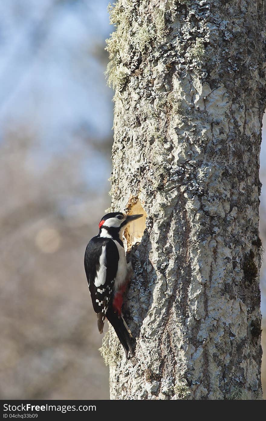 Woodpecker hacking out a nest