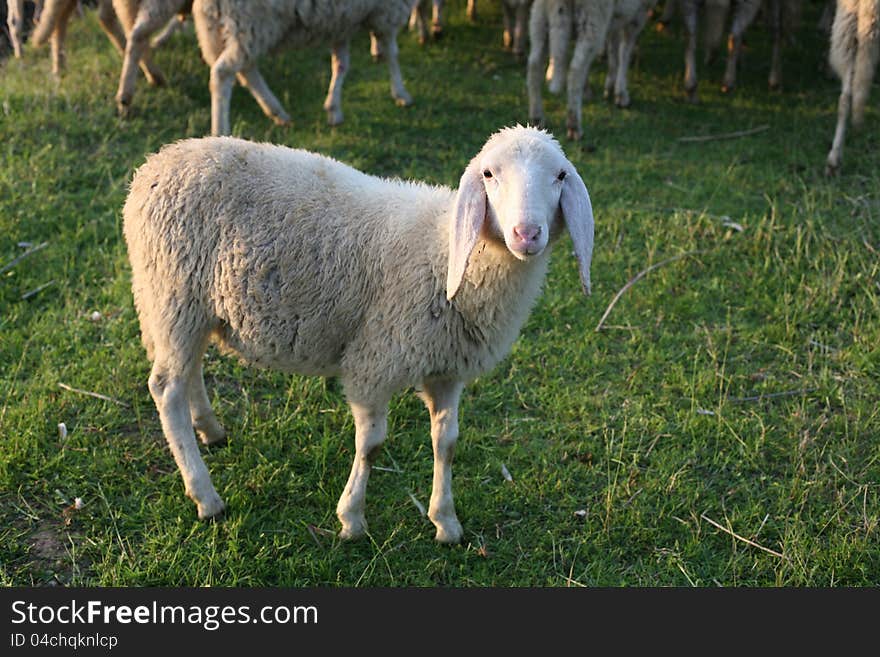 White lamb grazing in green field