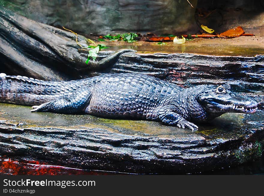 A fresh water alligator resting on the natural riverside. A fresh water alligator resting on the natural riverside.