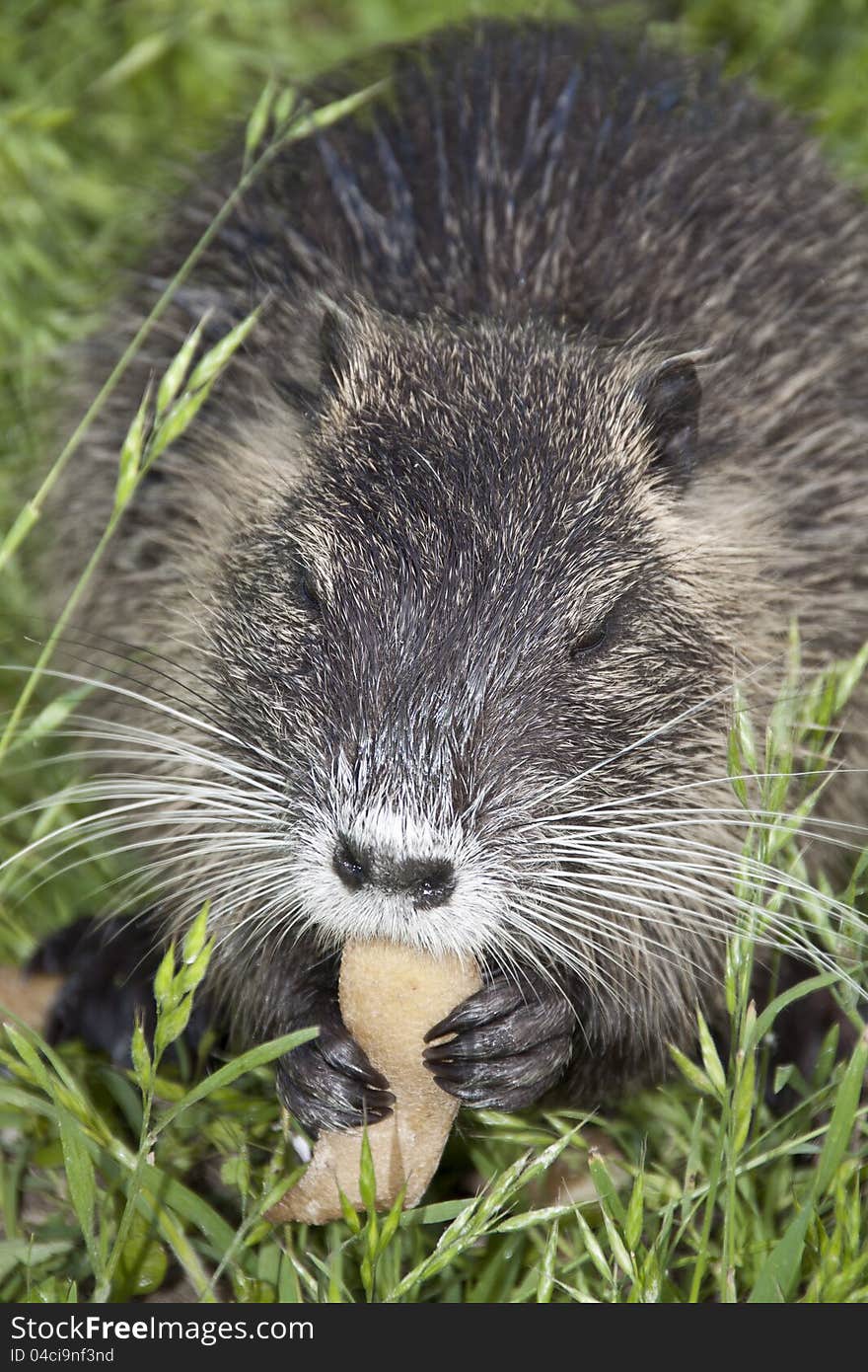 A nutria in the park eating. A nutria in the park eating