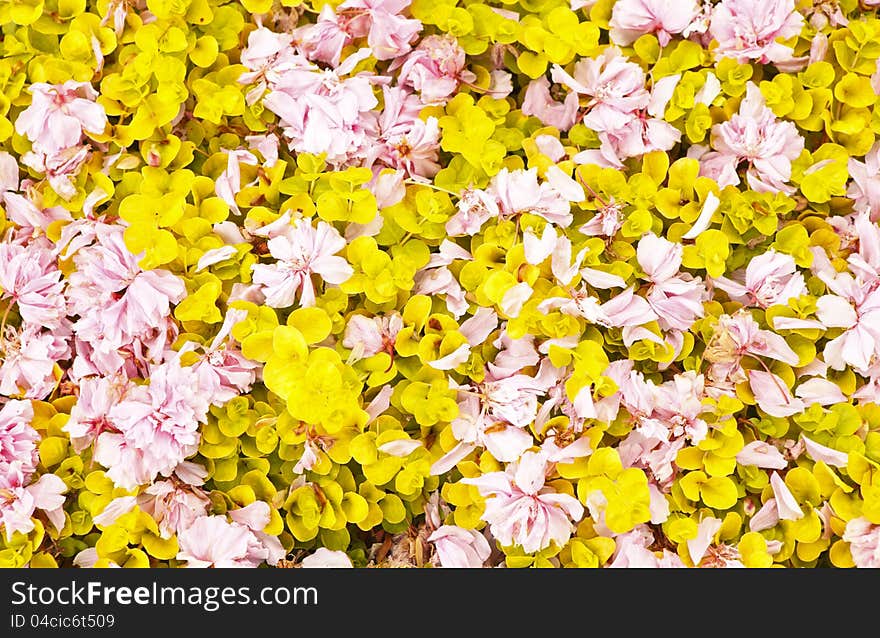 Fallen Blooms